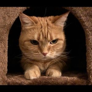 Meet your Posher, Reena